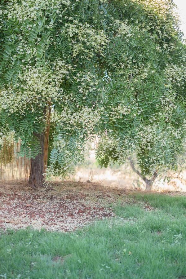Agriturismo I Grappoli 奥贝里塞 外观 照片